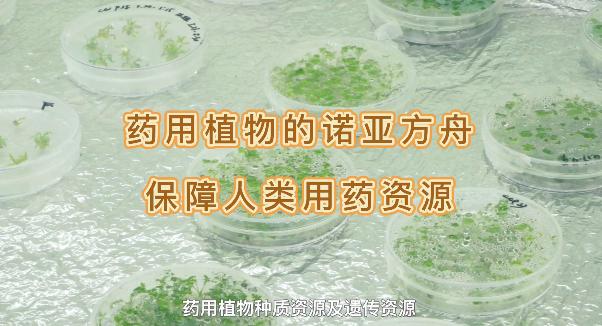 药用植物的诺亚方舟，保障人类药用资源