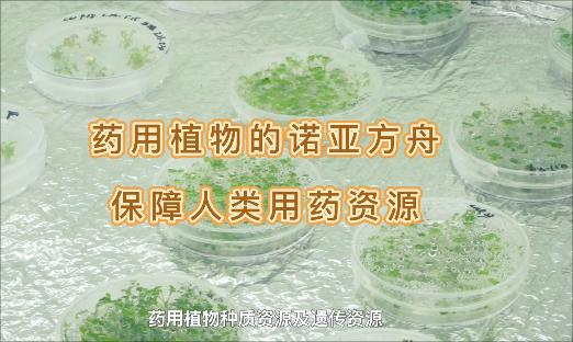 它是药用植物的诺亚方舟，即使面对“天灾人祸”，也不怕药没了
