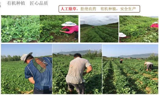 贺山东易彩堂乐泉农业科技有限公司红薯基地荣获“山东省巾帼现代农业科技示范基地